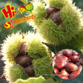 Organic Roasted Chestnuts in Shell Halal Snacks